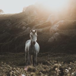 We are but Earth Ponies